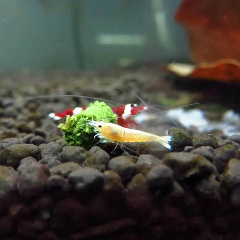 Spinazie-garnalenvoer, siergar - Seaweed Snack recensie en prijs